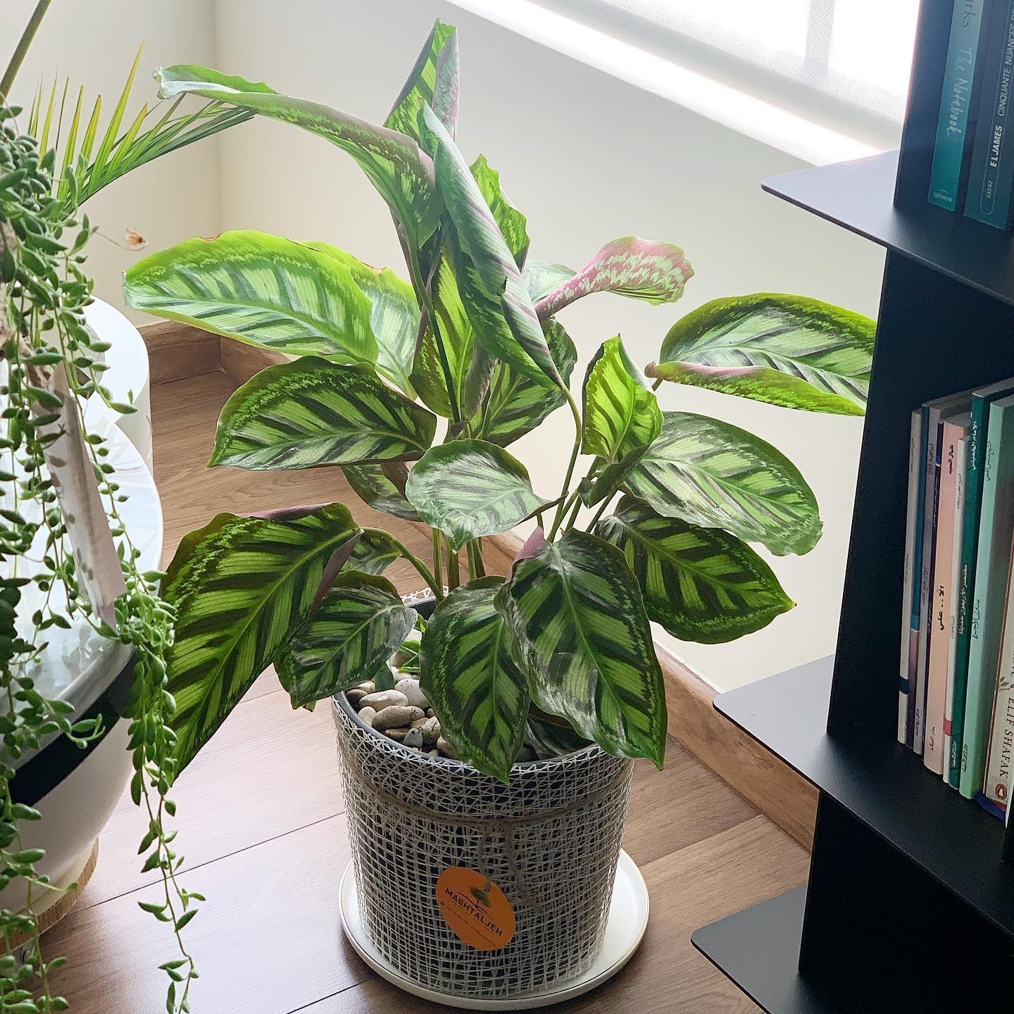 A potted Calathea plant with vibrant green and pink-striped leaves, featured in the Top 5 Bohemian-Inspired Plants to Elevate Your Earthy Aesthetic, placed on a coaster beside a bookshelf with various books and a trailing plant.